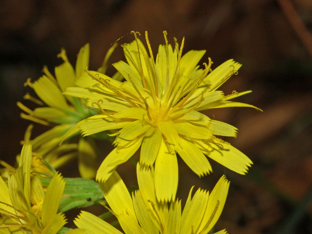 Una piccola asteracea a fine Ottobre - Hieracium sp.